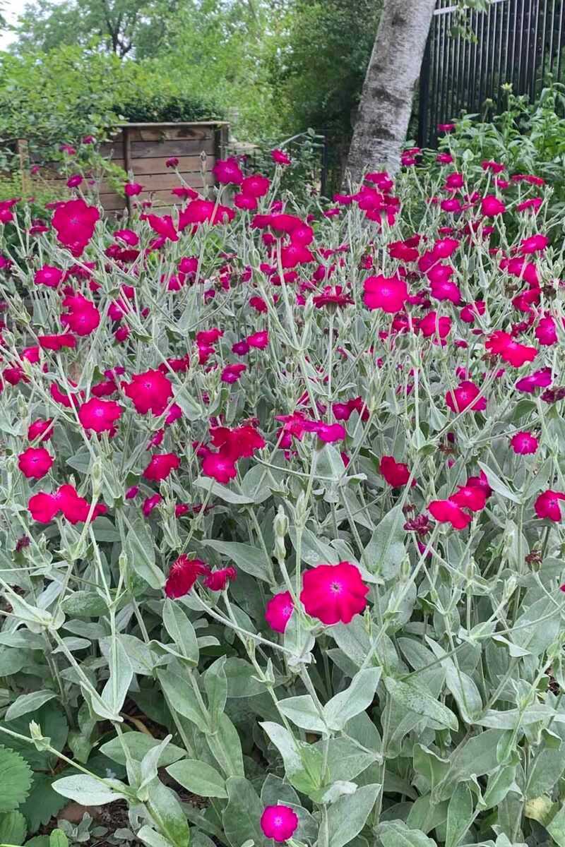 Rose Campion Rose Campion