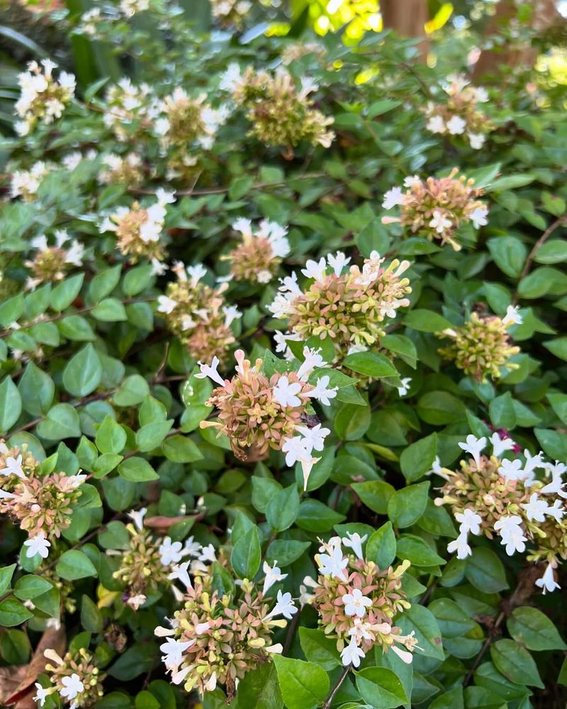 Rose Creek Abelia Adds Flowers To A Low Border Rose Creek Abelia Adds Flowers To A Low Border