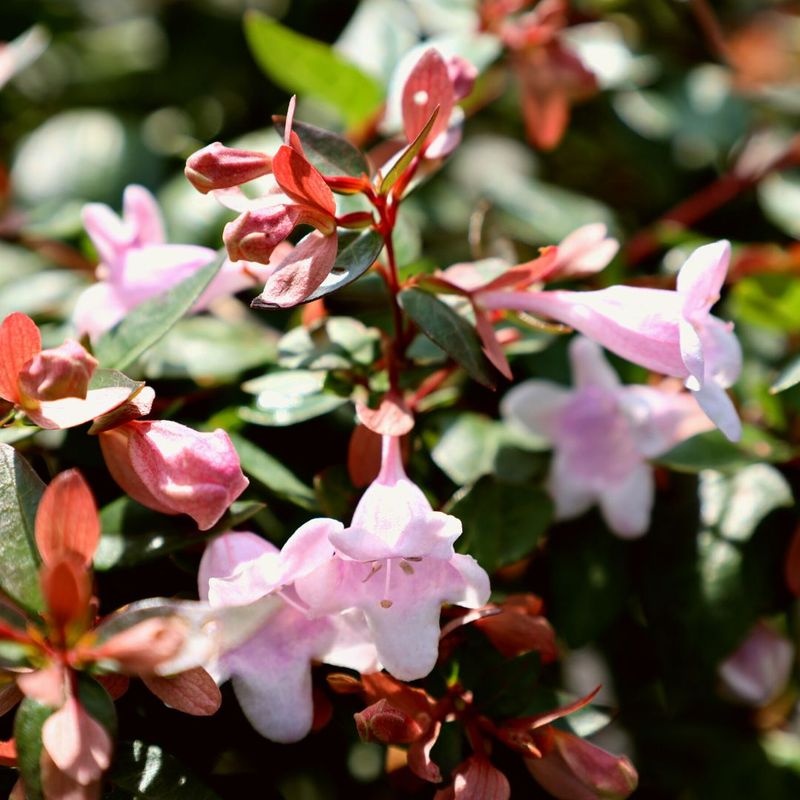 Rose Creek Abelia Stays Neat And Compact Rose Creek Abelia Stays Neat And Compact