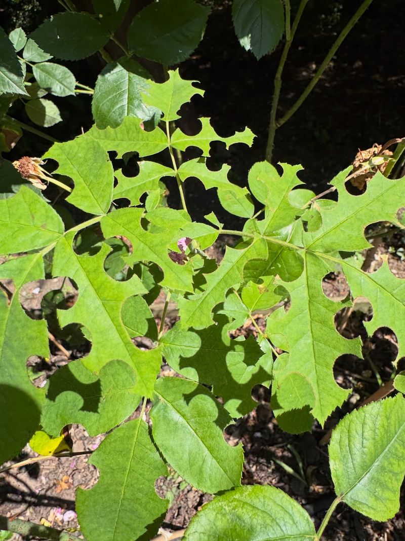 Rose Leaves Are A Common Material Choice Rose Leaves Are A Common Material Choice