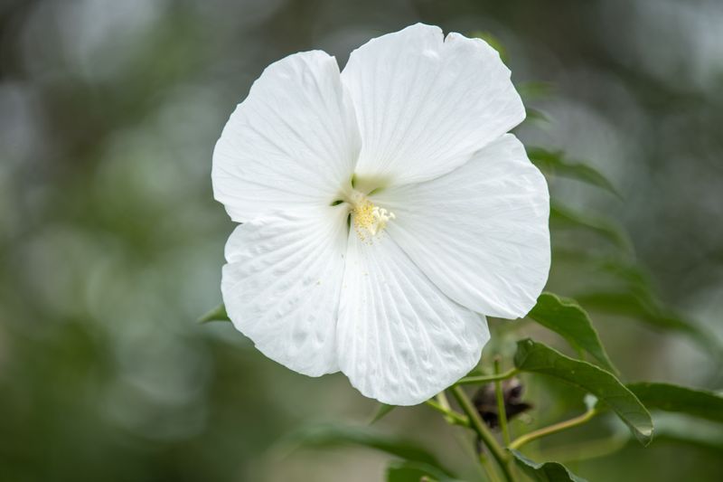 Rose Mallow Rose Mallow