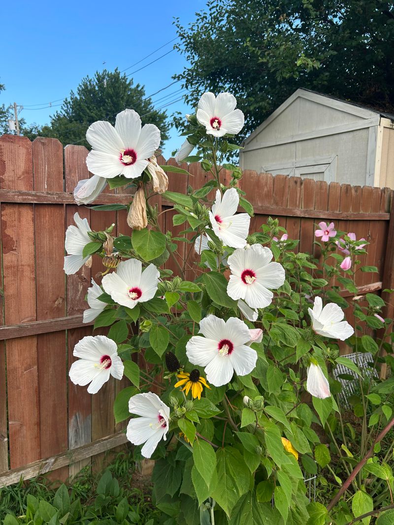 Rose Mallow 