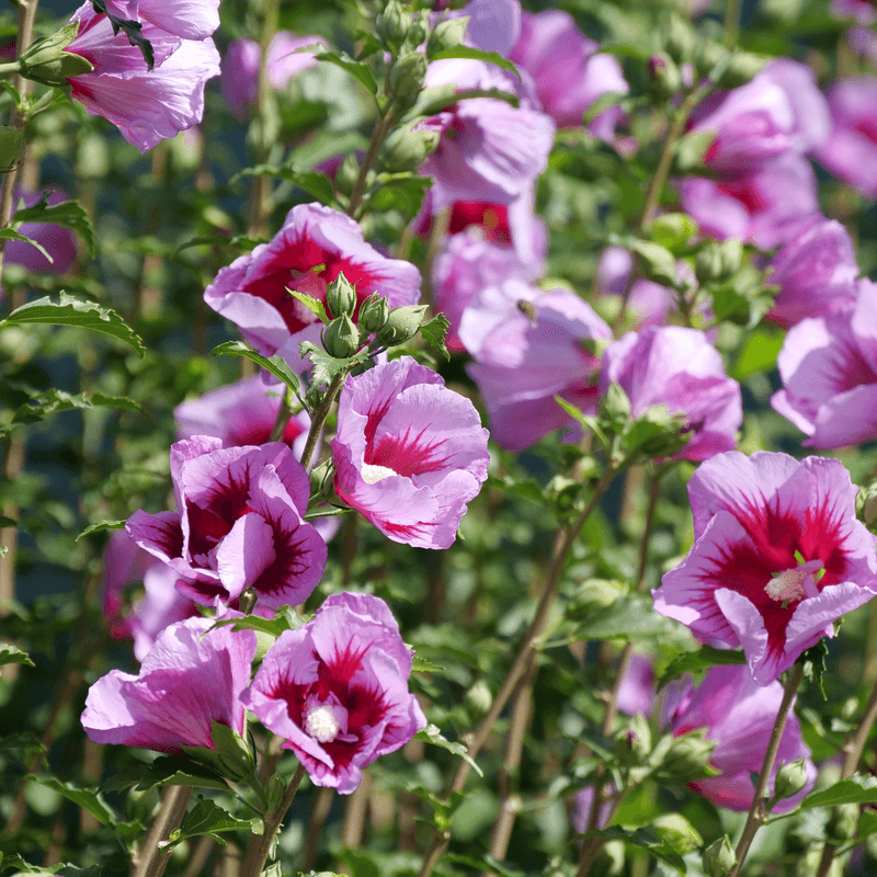 Rose Of Sharon Keeps Flowering In Heat Rose Of Sharon Keeps Flowering In Heat