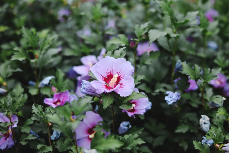 Rose Of Sharon Takes Light Shaping Now