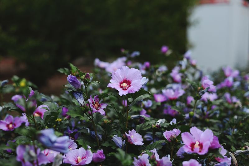 Rose Of Sharon Tolerates Light Trims Now Rose Of Sharon Tolerates Light Trims Now