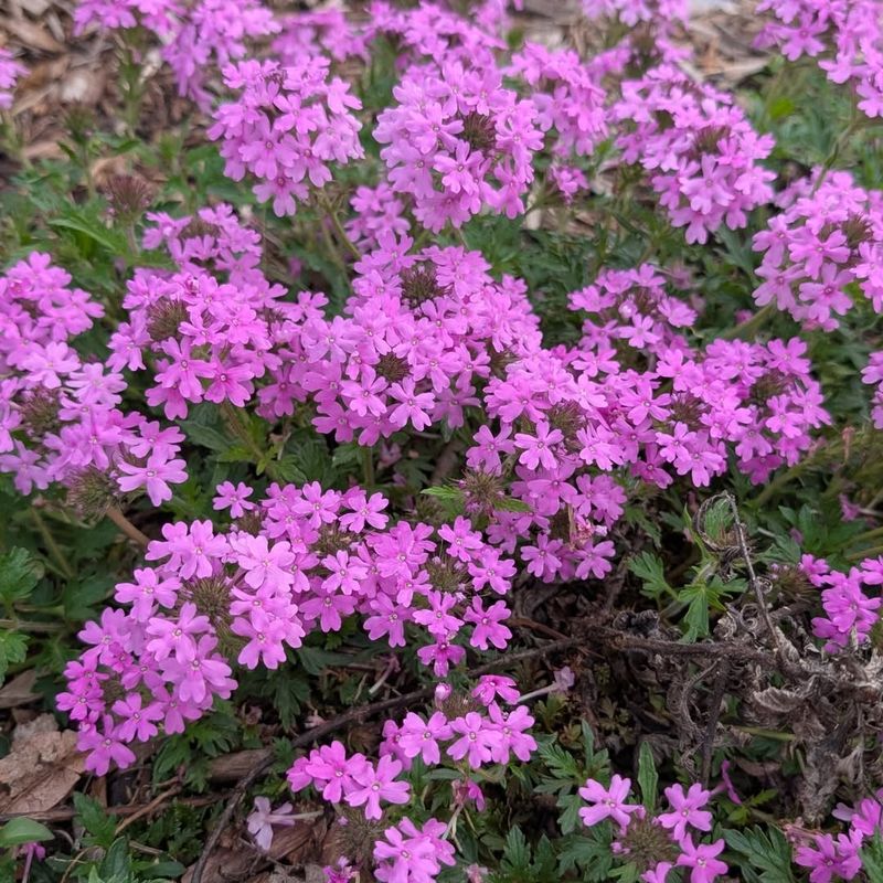 Rose Verbena Rose Verbena