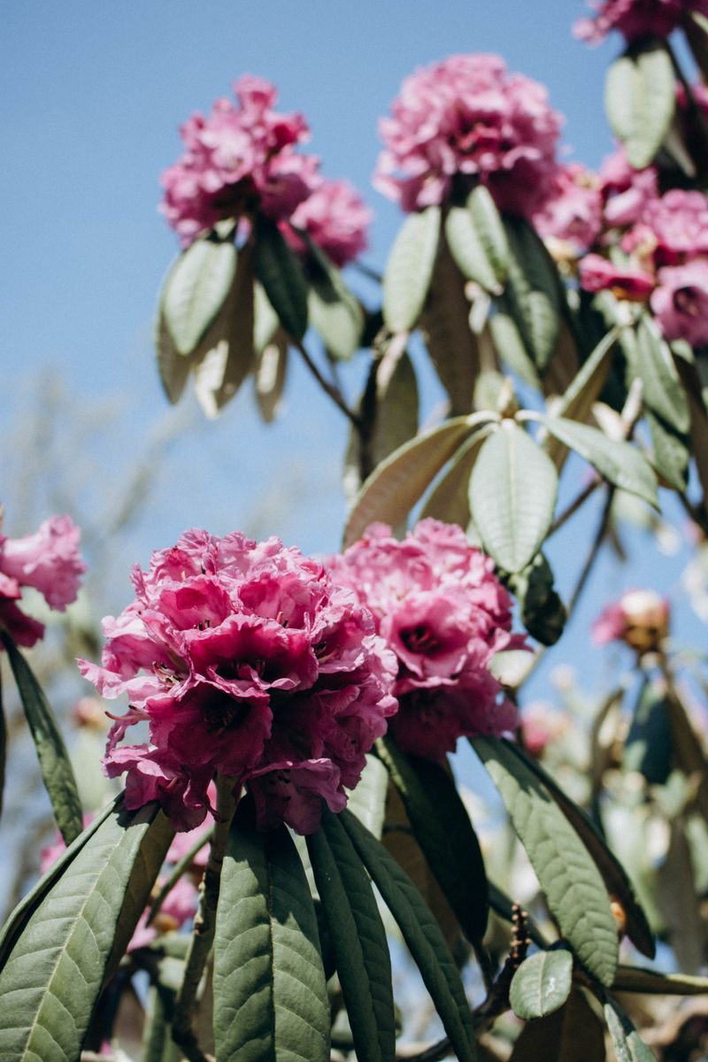 Rosebay Rhododendron Rosebay Rhododendron