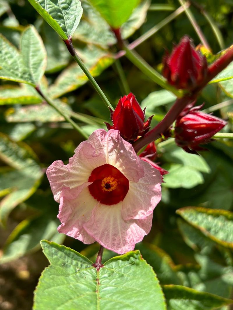 Roselle Rewards Gardeners With Vigorous Summer Growth Roselle Rewards Gardeners With Vigorous Summer Growth