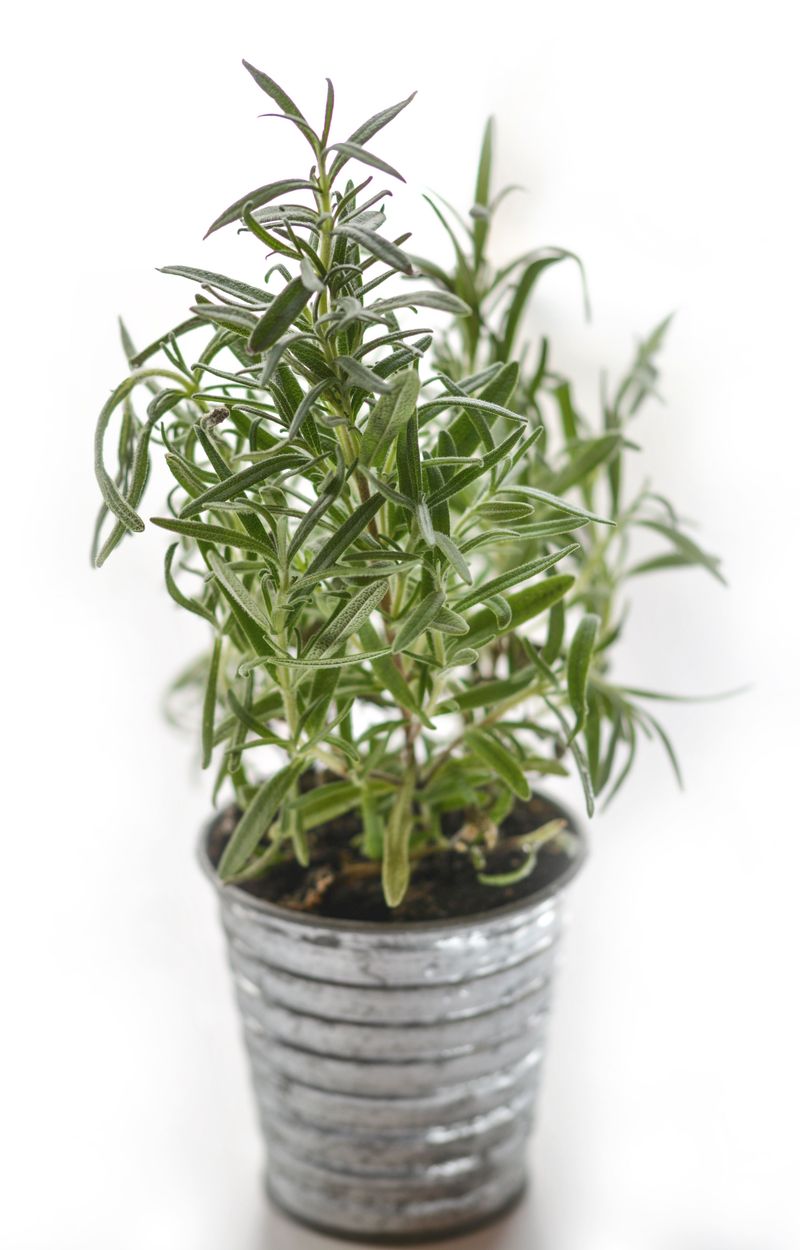 Rosemary Rosemary