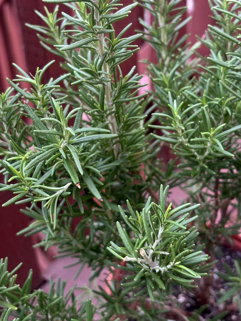 Rosemary Rosemary