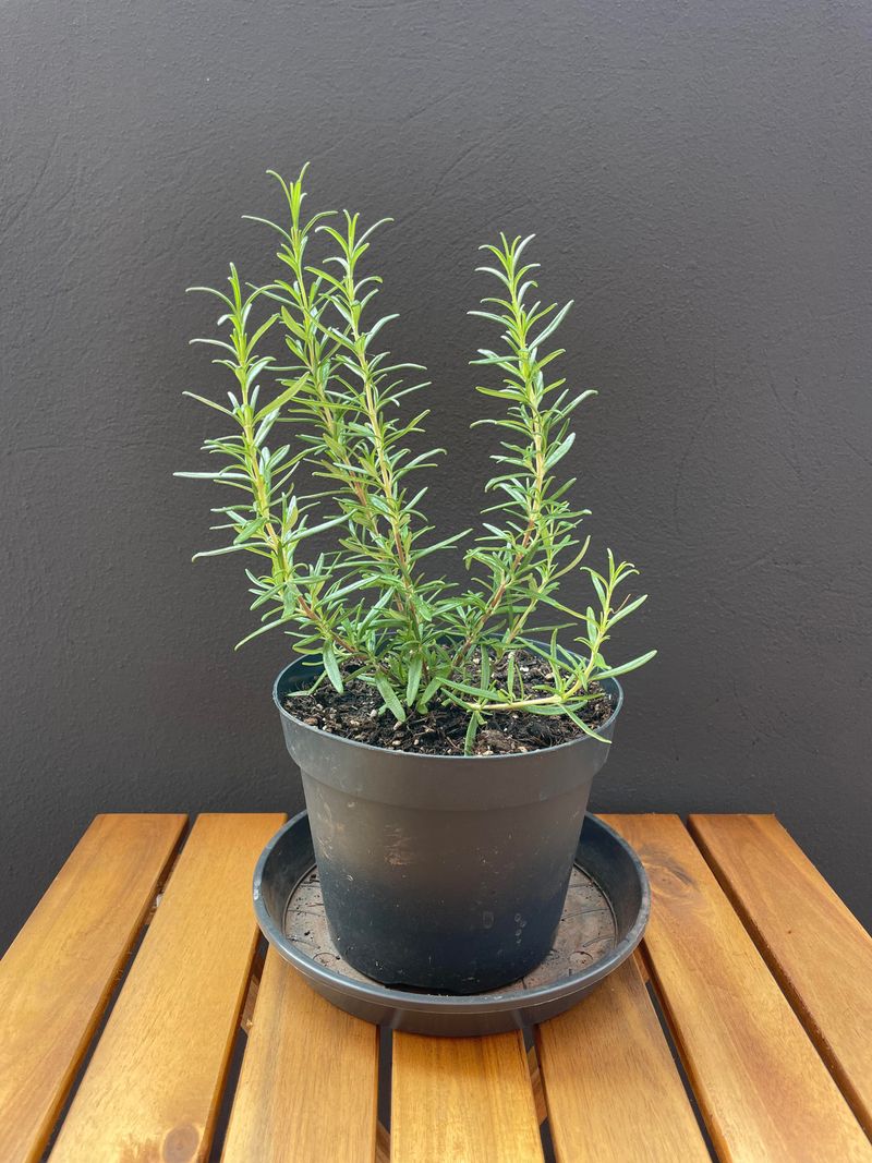 Rosemary Adds Clean Herbal Fragrance