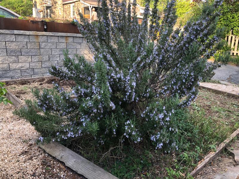 Rosemary Adds Strong Scent Without Needing Wet Soil Rosemary Adds Strong Scent Without Needing Wet Soil