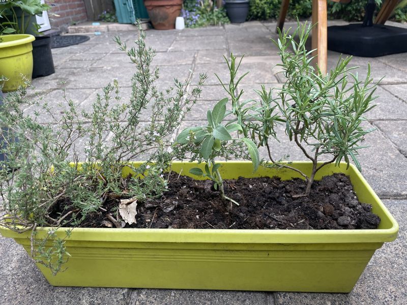 Rosemary And Thyme Love The Same Dry Feet Rosemary And Thyme Love The Same Dry Feet