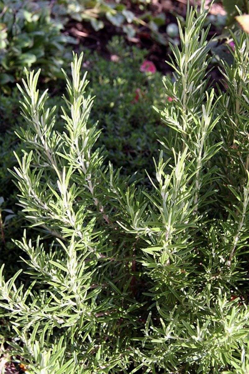 Rosemary Blends History With Everyday Garden Use