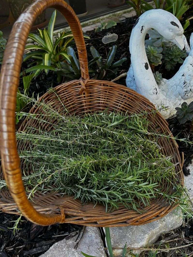 Rosemary Carries A Traditional Meaning Of Remembrance