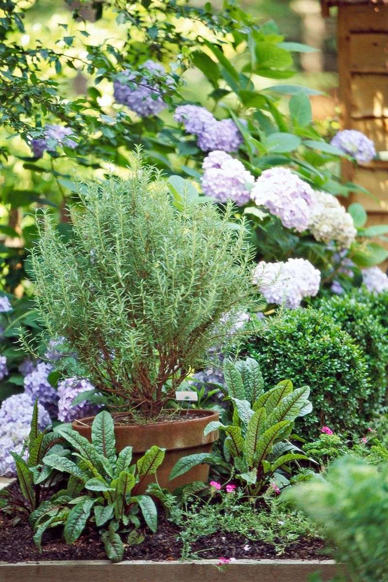 Rosemary Has Long Represented Fidelity