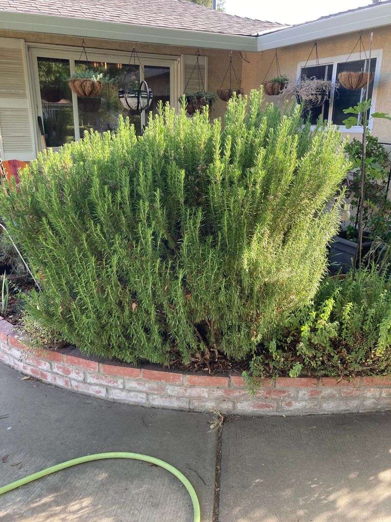 Rosemary Looks Tough But Burns Hot