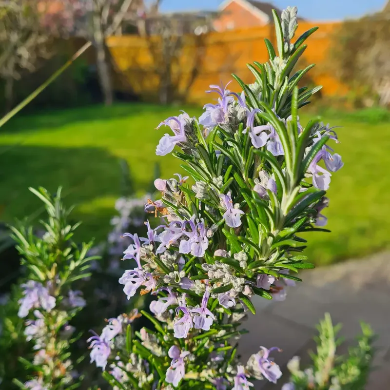 Rosemary Makes Dry Beds Smell Expensive