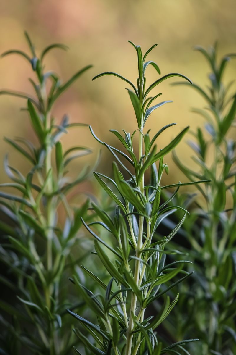 Rosemary Owes Its Repelling Power To A Few Key Compounds