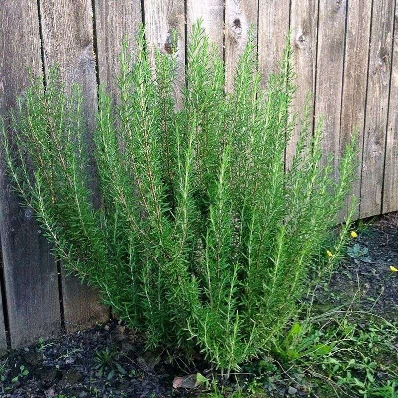 Rosemary Stays Healthier In Lean Soil Rosemary Stays Healthier In Lean Soil
