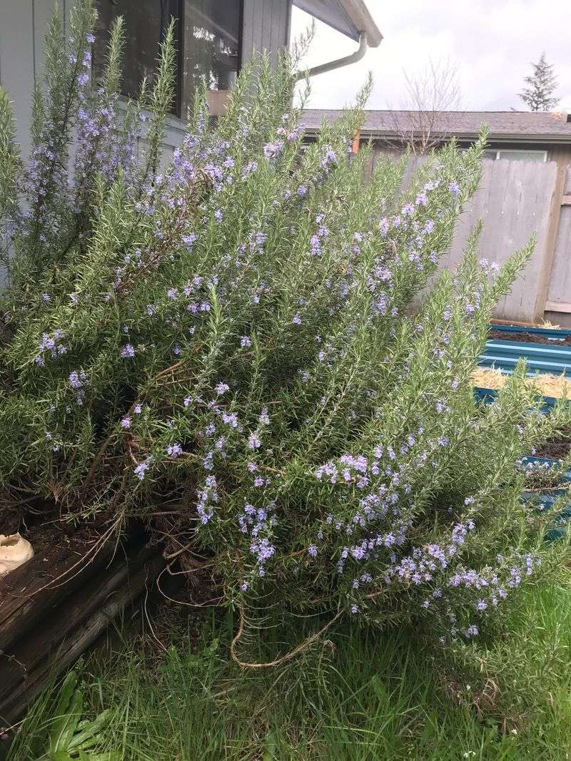 Rosemary Works As A Front Yard Herb Shrub Rosemary Works As A Front Yard Herb Shrub