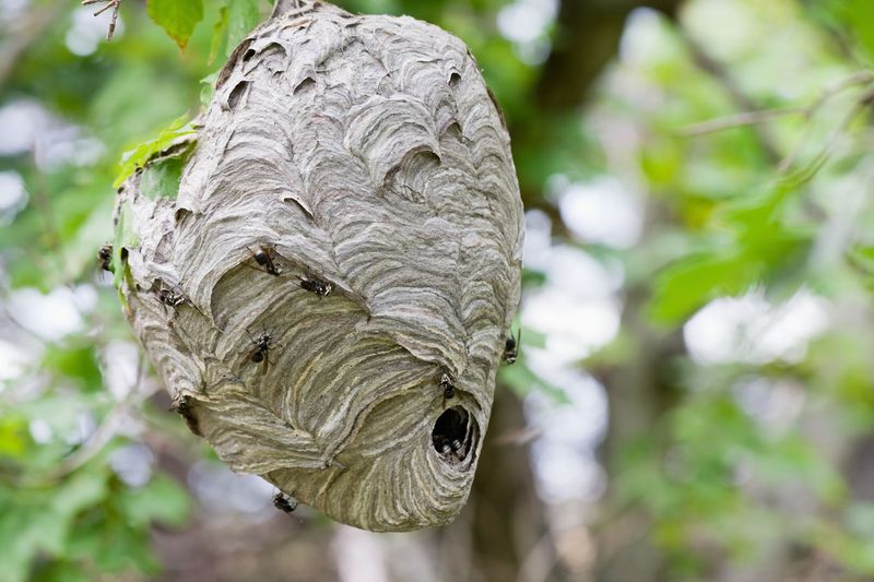 Rosemary Works Best With Smart Hornet Prevention Rosemary Works Best With Smart Hornet Prevention