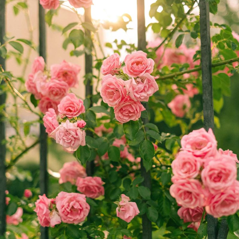 Roses Roses