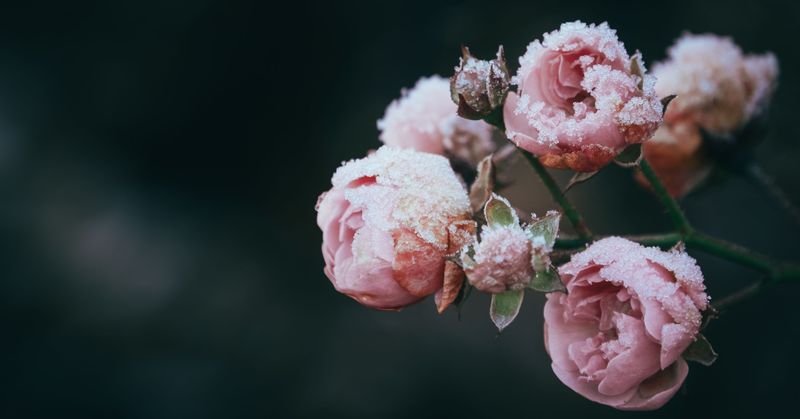 Roses Need Time To Harden Off Before Frost