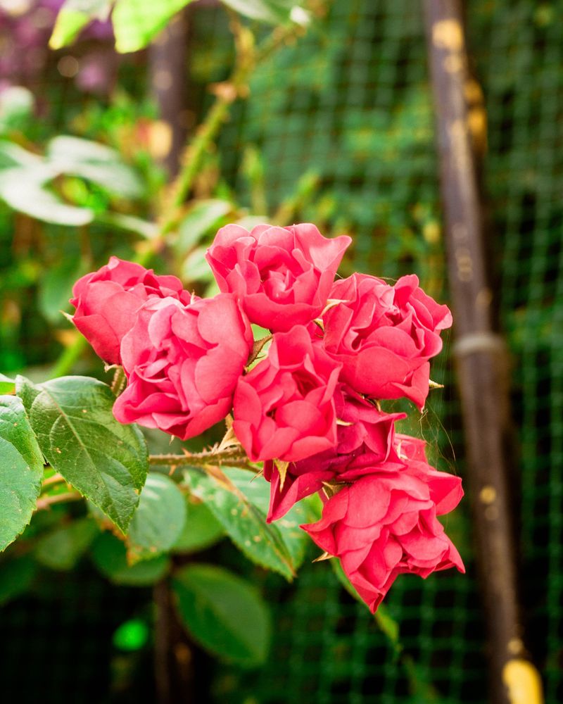 Roses