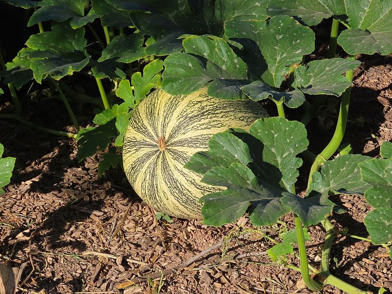 Rotate Crops Away From Last Year's Location