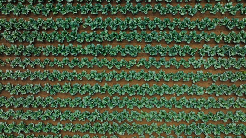 Rotate Crops Every Few Years Rotate Crops Every Few Years