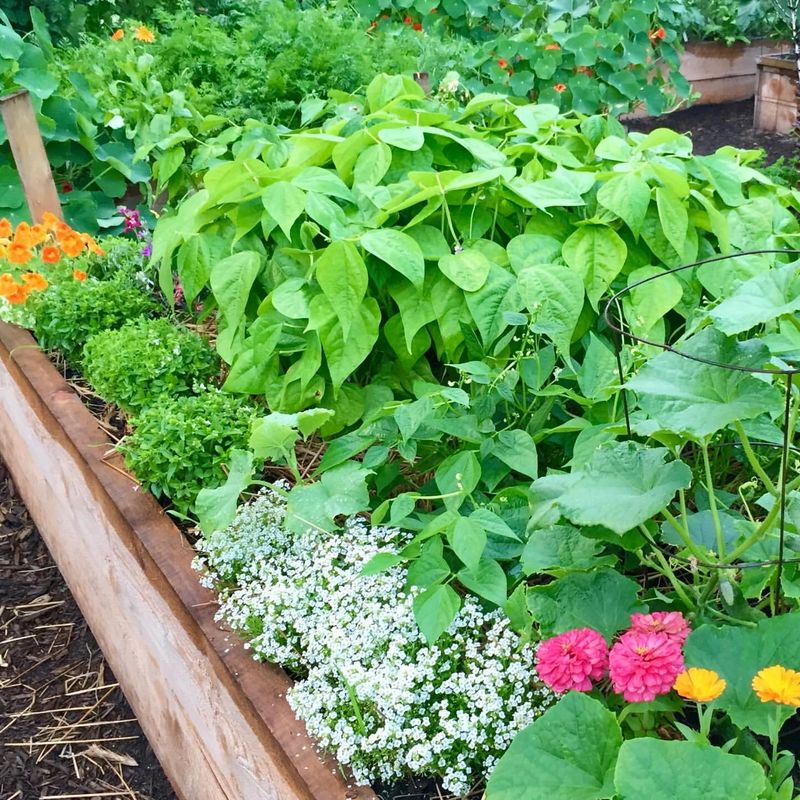 Rotate Crops Every Growing Season Rotate Crops Every Growing Season
