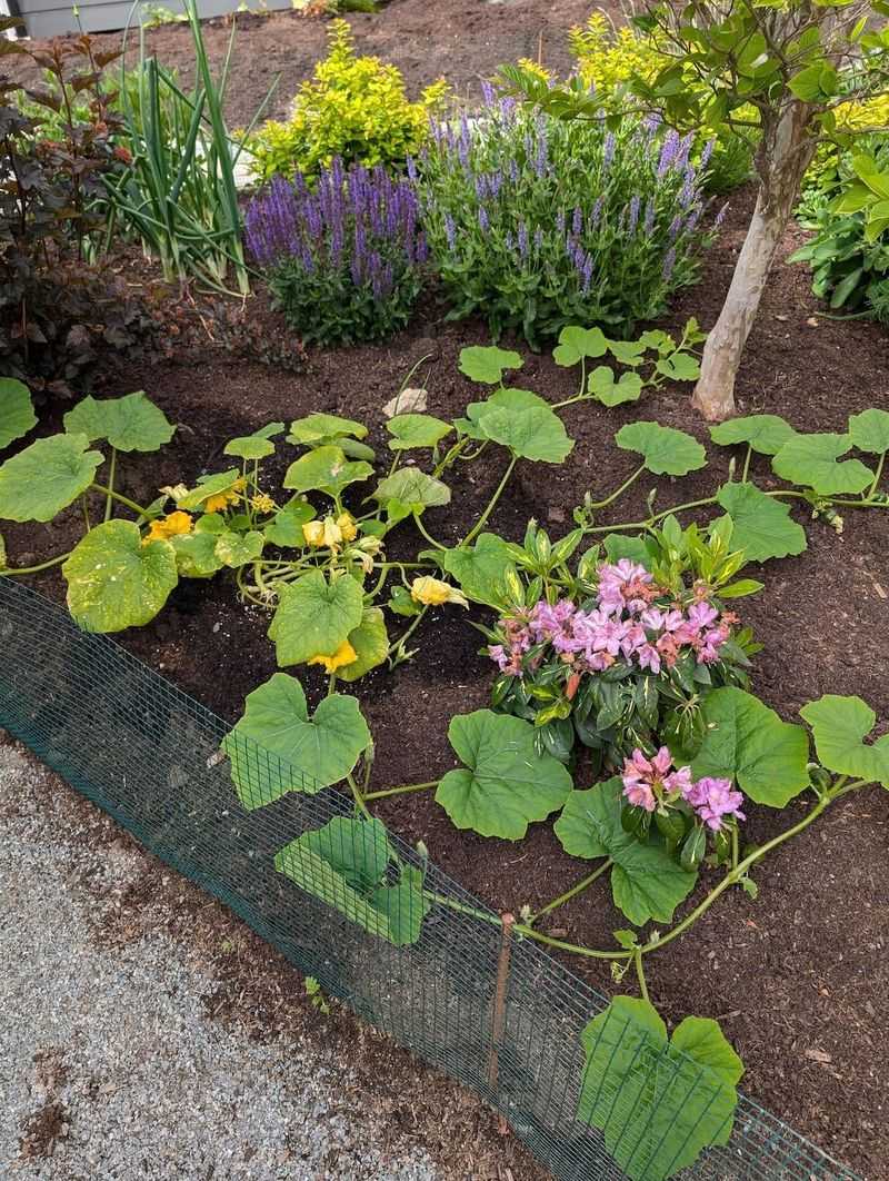 Rotate Crops To Disrupt Their Life Cycle