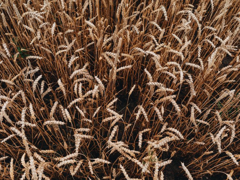 Rotate Crops To Keep Pests Away Rotate Crops To Keep Pests Away