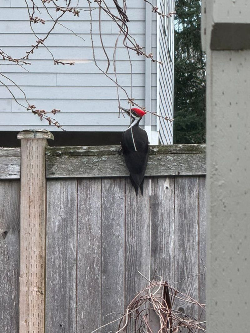 Rotting Logs Make The Yard More Useful