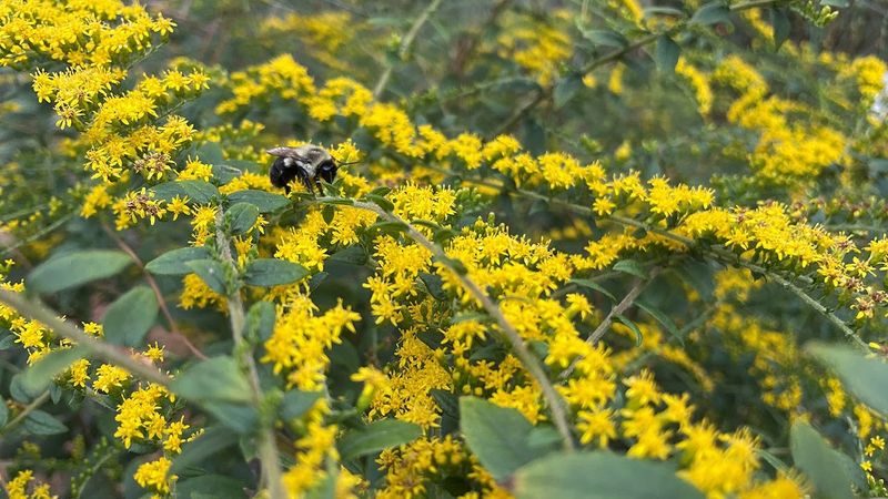 Rough Goldenrod Starts Its Late Show