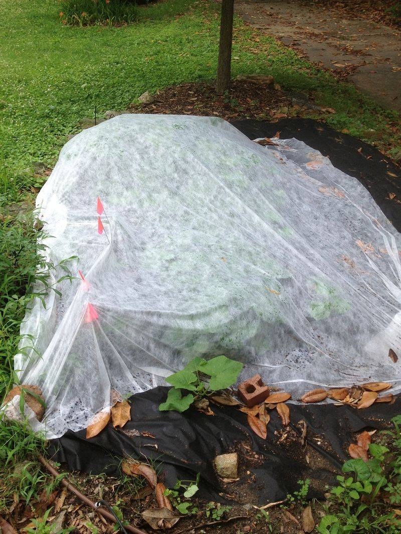 Row Covers And Proper Timing Help Prevent Future Damage Row Covers And Proper Timing Help Prevent Future Damage