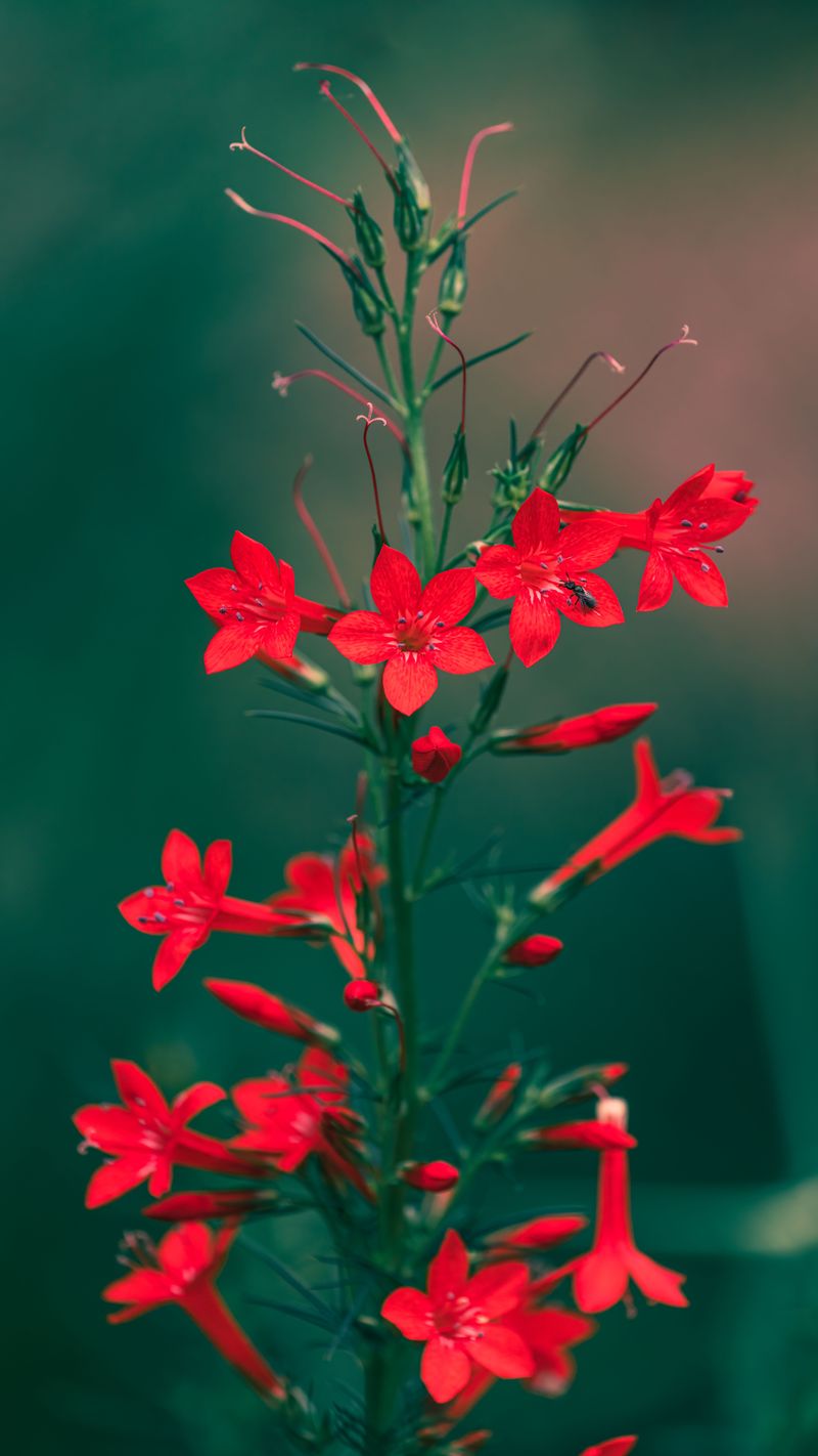Royal Catchfly