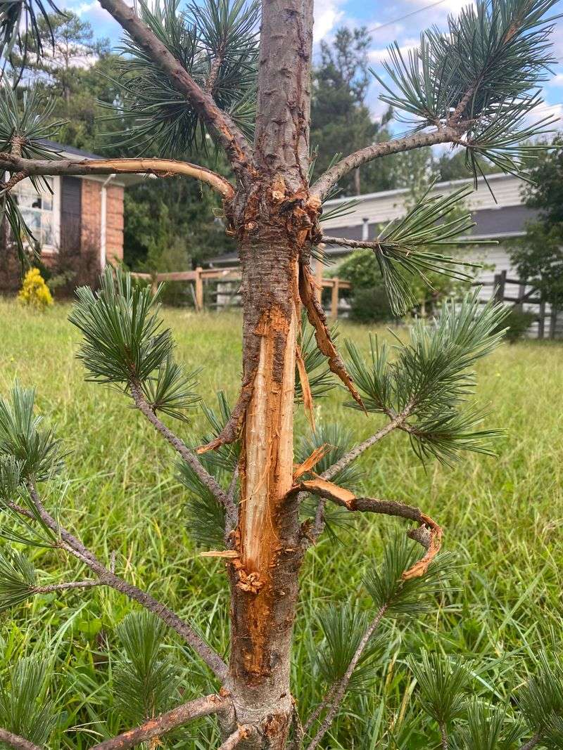 Rubbed Bark Signals Fall Buck Activity