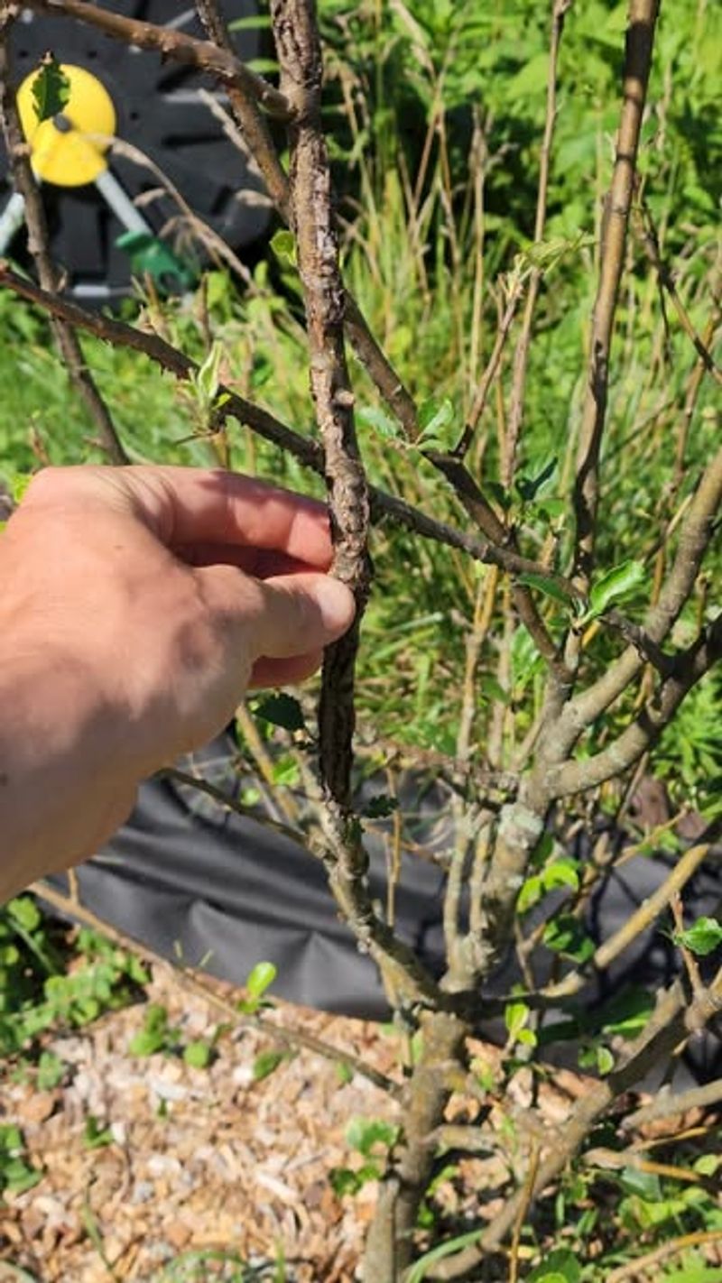 Rubbing Branches Need Attention