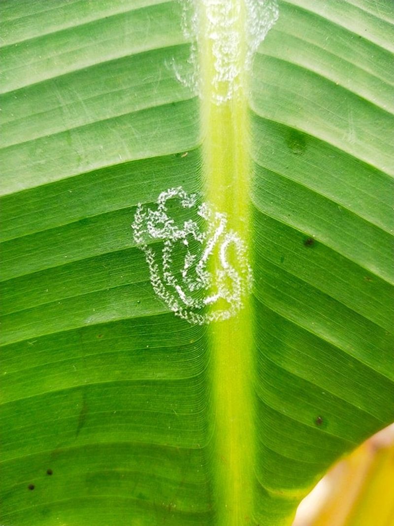 Rugose Spiraling Whitefly Hides Under Palm Fronds