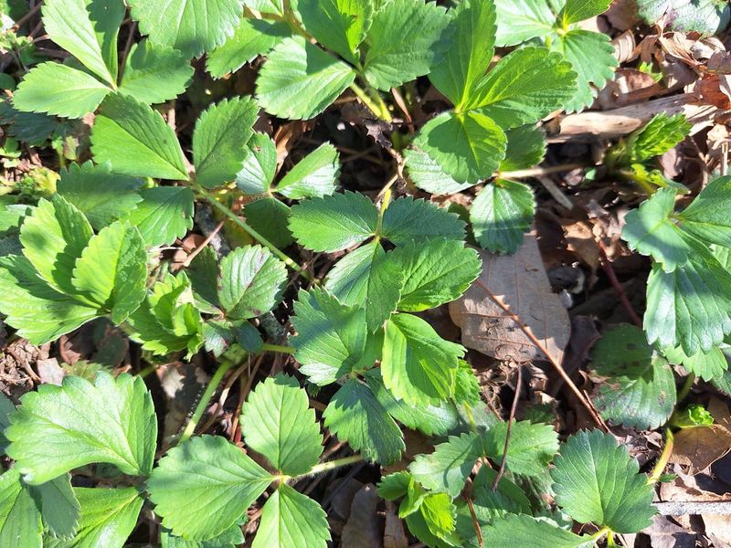 Runners Help Wild Strawberry Fill Open Soil