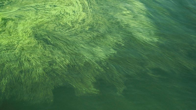 Runoff Fuels Algae Blooms Blocking Sunlight