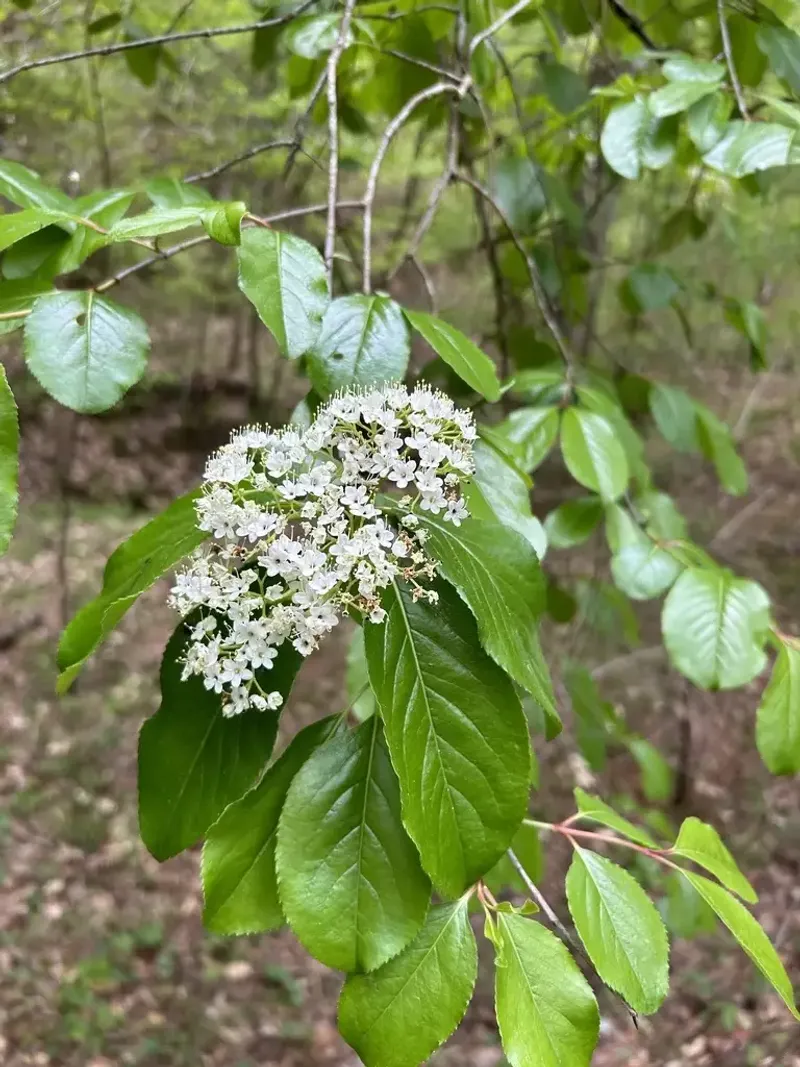 Rusty Blackhaw Viburnum Handles Heat Once Established Rusty Blackhaw Viburnum Handles Heat Once Established