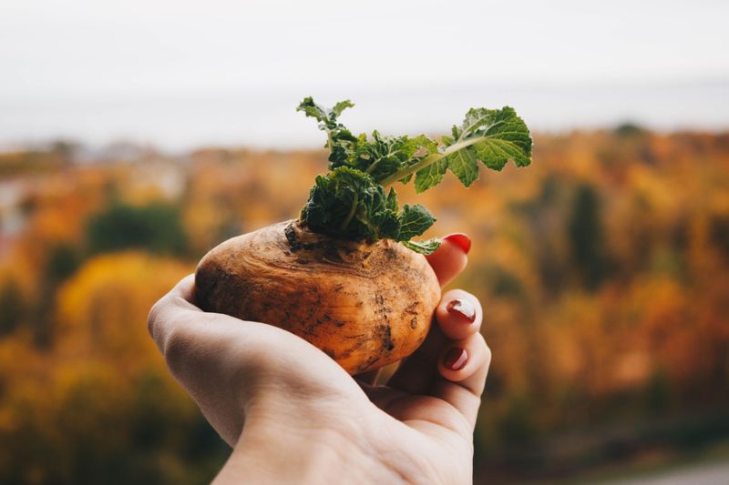 Rutabaga Rutabaga
