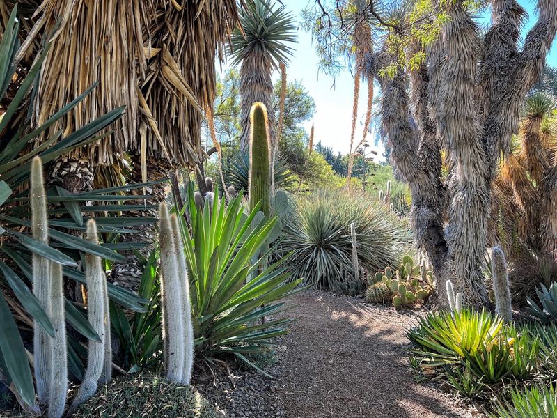 Ruth Bancroft Garden Gives Walnut Creek A Dry-Garden Landmark Ruth Bancroft Garden Gives Walnut Creek A Dry-Garden Landmark