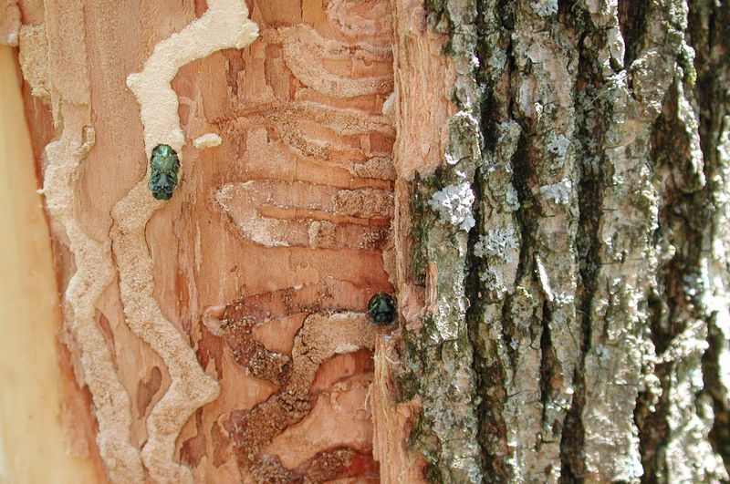 S-Shaped Galleries Form Beneath The Bark S-Shaped Galleries Form Beneath The Bark