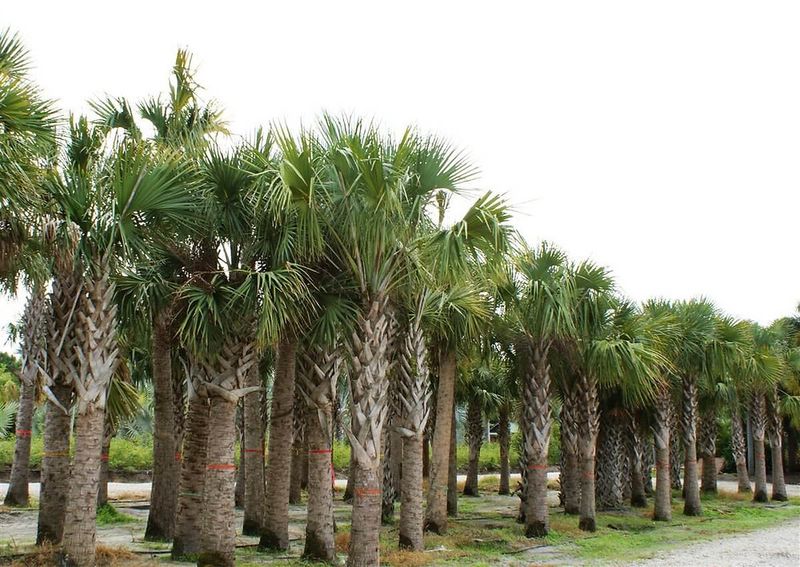 Sabal Palm Feeds Birds Above The Lawn