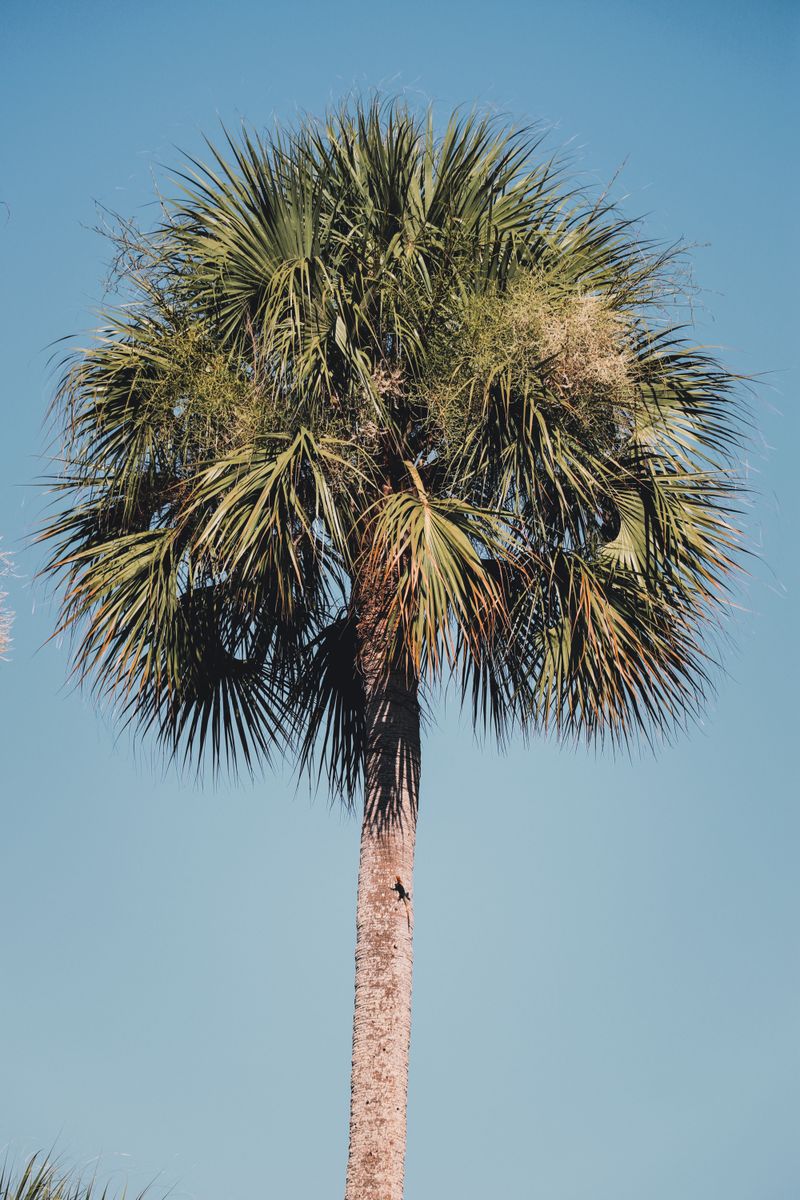 Sabal Palm Sabal Palm