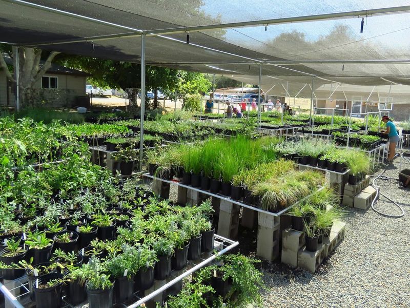 SacValley CNPS Nursery — Rancho Cordova SacValley CNPS Nursery — Rancho Cordova